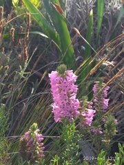 Erica abietina constantiana