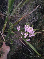 Erica abietina constantiana