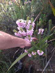 Erica abietina constantiana