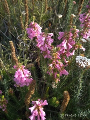 Erica abietina constantiana