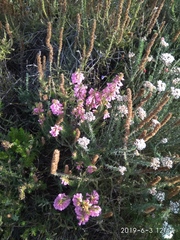 Erica abietina constantiana