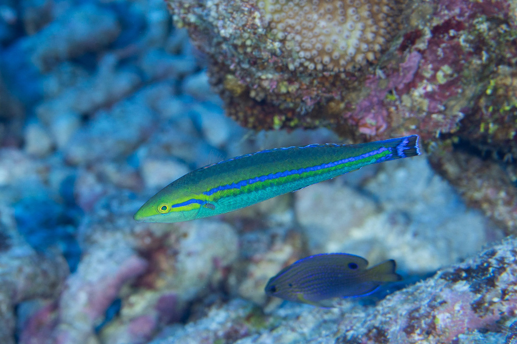 Rimatara Pencil Wrasse