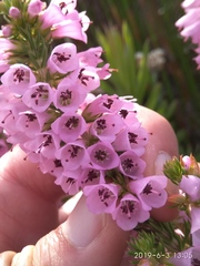 Erica abietina constantiana