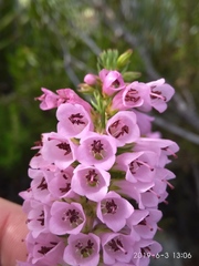 Erica abietina constantiana