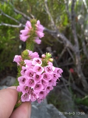 Erica abietina constantiana
