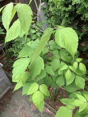 Acer negundo