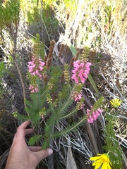 Erica abietina constantiana