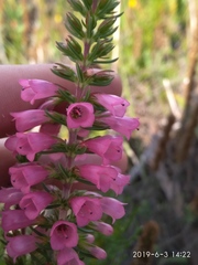 Erica abietina constantiana
