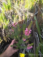 Erica abietina constantiana
