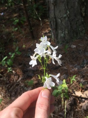 Penstemon tubaeflorus