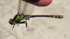 Ophiogomphus mainensis