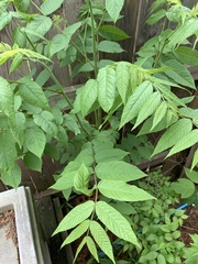 Juglans nigra
