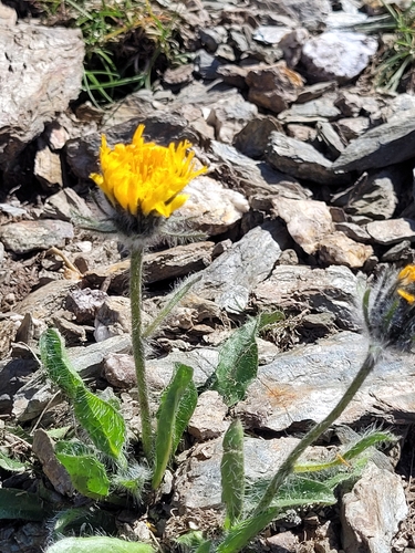 Image of Hieracium alpinum by (c) ahabo, some rights reserved (CC BY)