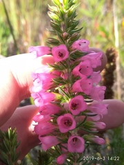 Erica abietina constantiana