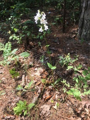 Penstemon tubaeflorus