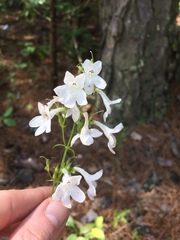 Penstemon tubaeflorus