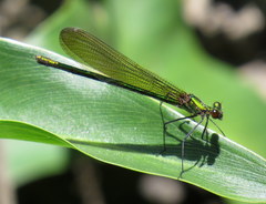 Calopteryx dimidiata