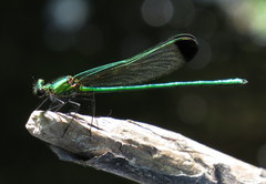 Calopteryx dimidiata