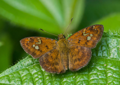 Pseudocoladenia dan