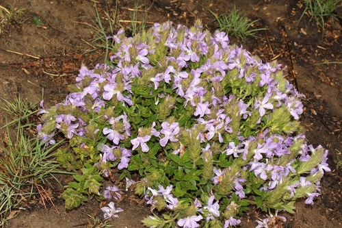 Image of Barleria monticola by (c) Karen Eichholz, some rights reserved (CC BY)