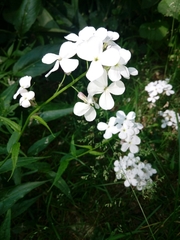 Hesperis