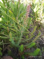 Erica abietina constantiana