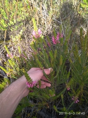 Erica abietina constantiana