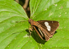 Notocrypta feisthamelii