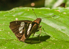 Notocrypta feisthamelii