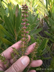 Erica abietina constantiana
