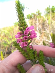 Erica abietina constantiana