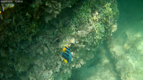 Holacanthus ciliaris