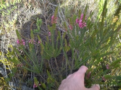 Erica abietina constantiana