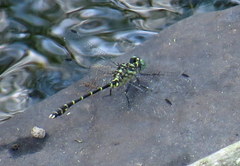 Stylogomphus albistylus