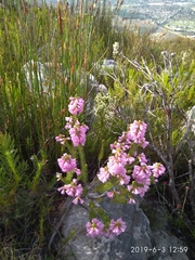Erica abietina constantiana