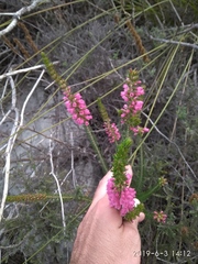 Erica abietina constantiana