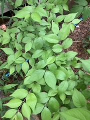 Lonicera maackii