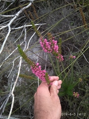 Erica abietina constantiana