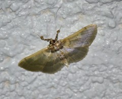 Apilocrocis brumalis