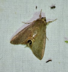 Litoprosopus futilis