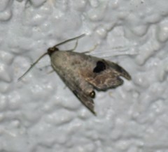 Abablemma duomaculata