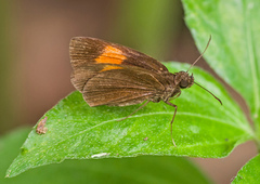 Koruthaialos rubecula