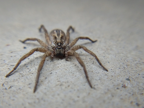 McCook's Split Wolf Spider photo 4