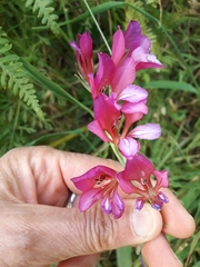 Gladiolus italicus