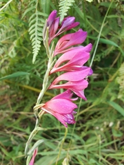Gladiolus italicus