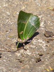 Charaxes dilutus