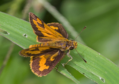 Taractrocera archias