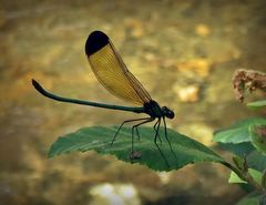 Calopteryx dimidiata