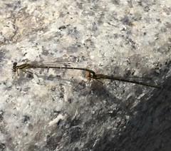 Platycnemis phyllopoda