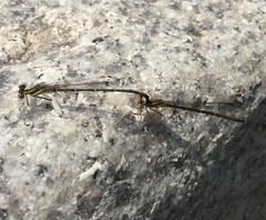 Platycnemis phyllopoda